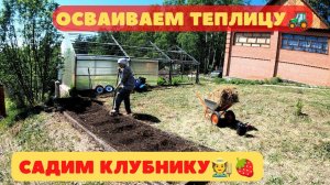 Осваиваем теплицу. Садим клубнику