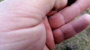 лесной коп | лесные находки с ТХ850