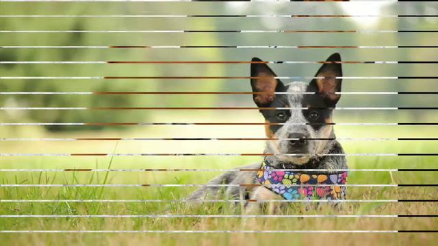 ДОМАШНЕЕ ЖИВОТНОЕ :🐕🐶КРАСИВОЕ СЛАЙД ШОУ🐶🐕 смотреть онлайн