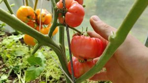 Переопыление томатов, как происходит, ПРАВДА ИЛИ ВЫДУМКА