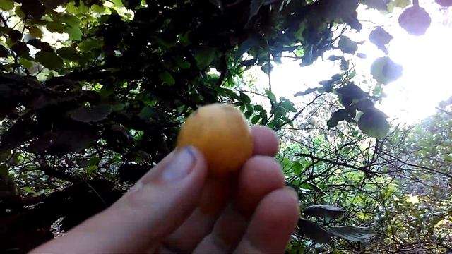 АБХАЗИЯ..МУШМУЛА