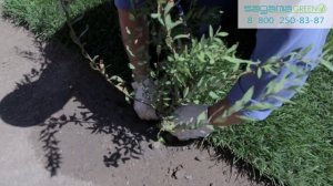 Инструкция по укладке рулонного газона SagamaGreen