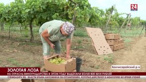 В Крыму стартовал сбор столовых сортов винограда