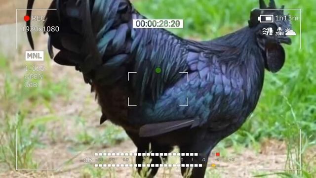 Фермер нашел необычные яйца черного цвета... Посмотрите, что вылупилось из них..