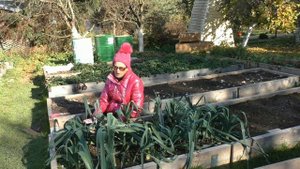 Уборка  лука-порея