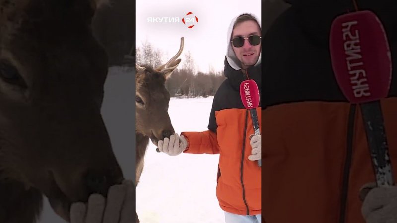 Питомник лесных бизонов в Якутии/Forest bison nursery in Yakutia #якутия #россия #бизон #бизонарий