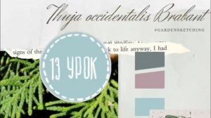 Урок 13. Рисуем тую Брабанд. Серия: Шпаргалка хвойных кустарников. Ландшафтный скетчинг. #sketching