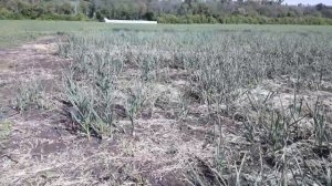 Выращивание чеснока. Сорт Любаша.