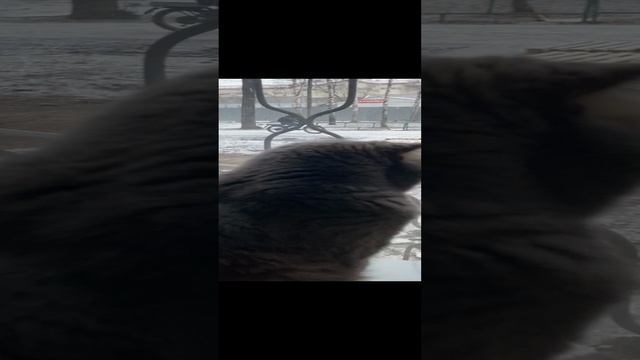 Пуша смотрит в окно