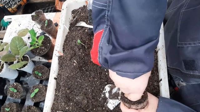 Самый бережный способ пересадки огурцов.