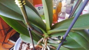 Хотите много цветоносов и корней? Полейте этим и будет вам счастье.