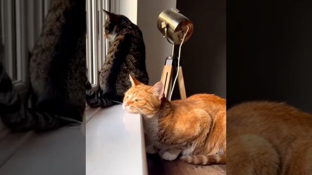 Кусь! смотреть онлайн