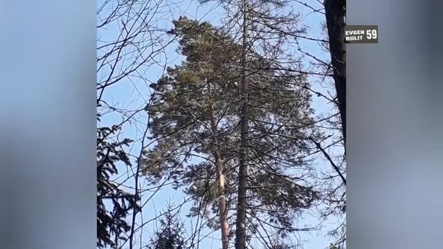 Таёжная прогулка по зимнему лесу Урала.Пермский край. Чусовской район.2022г. смотреть онлайн