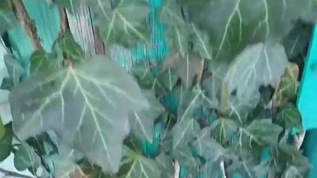 уличный плющ для суровых зим смотреть онлайн