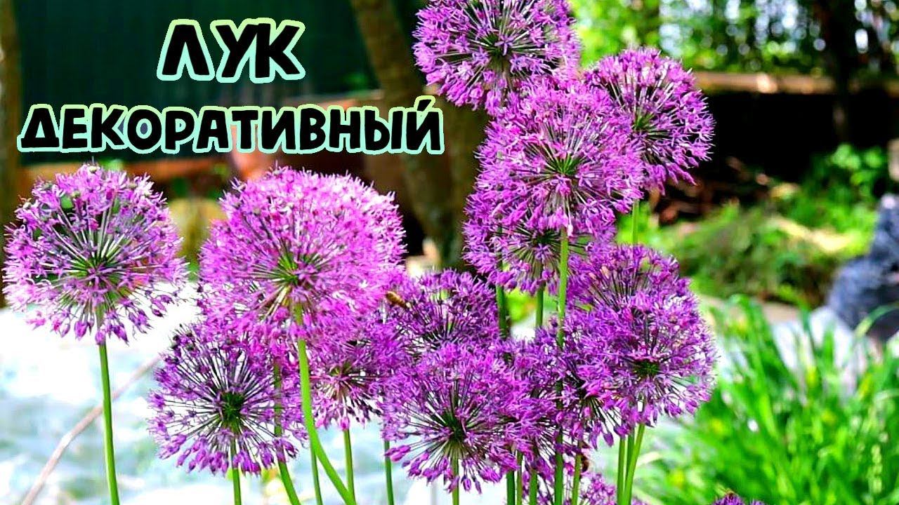 Потрясающе красивое цветение декоративного лука! Как цветет лук декоративный?