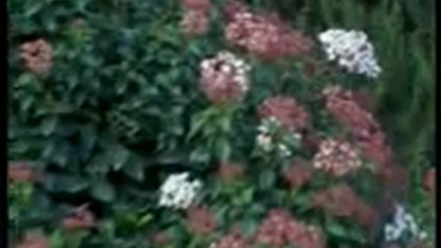 عبد الحكيم الآلوسي trans000 смотреть онлайн