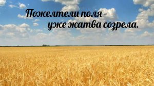 Пожелтели поля - уже жатва созрела - христианская песня.