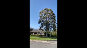 Павлин|Что ест павлин|Павлины летают?|Peacock|What does the peacock eat|Do peacocks fly?