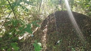 Огромный муравейник!