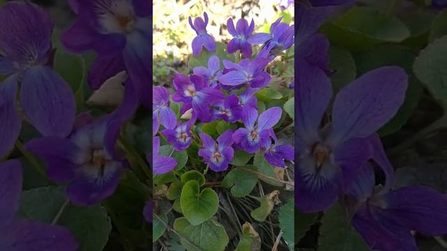 Фиалки смотреть онлайн