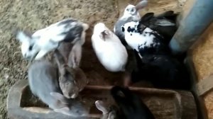 Судьба Львиноголовки в вольере. Кролики в вольере планы.