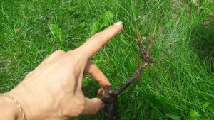 Привитая роза отращивает собственные корни.