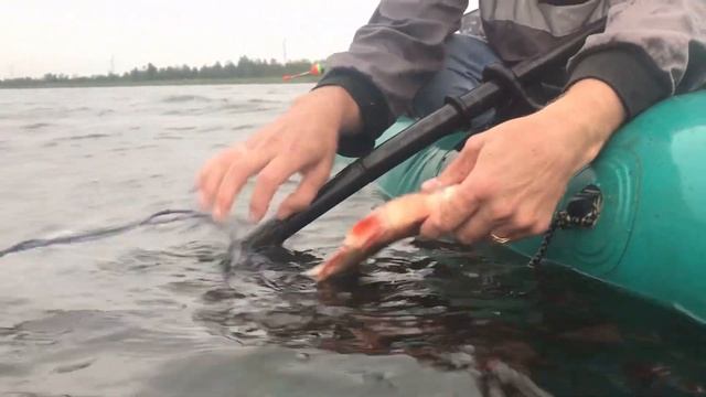 Нашли брошенные сети. Как быть??? смотреть онлайн