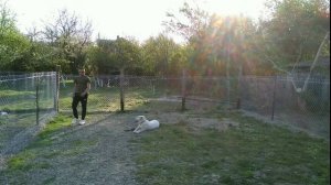 Корректировка Алабая 6 месяцев Щенок Дрессировка