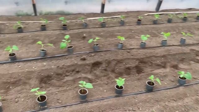 Огурец Мадрилене. Технология выращивания. Рассада, схема посадки, первый полив.
