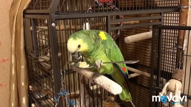 Как правильно кормить попугая смотреть онлайн