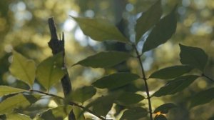 Canon EOS R5C Video Test (4K 120fps)