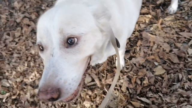 Курортный привет и Н.Г. поздравления от Леди:) смотреть онлайн