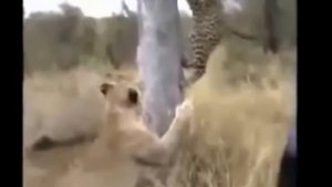 Смертельная схватка Льва и Леопарда