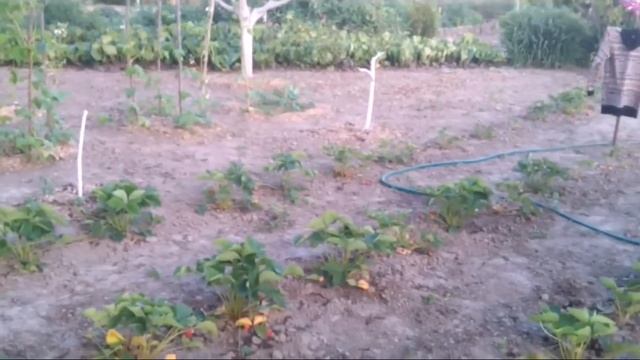 Вредители сада и огорода смотреть онлайн