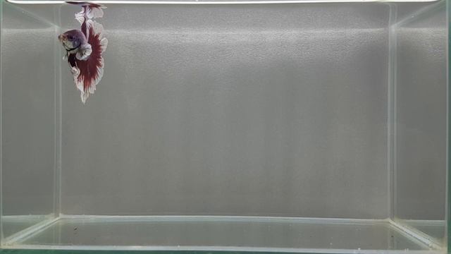 Male Betta : JA96 Fancy Red Lavender Rose Tail HM смотреть онлайн