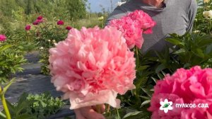 Command Performace peony. Комманд Перфоманс пион. Пулков сад