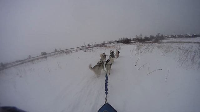 Вся правда о хаски смотреть онлайн