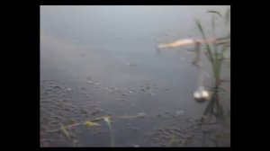 Платная рыбалка на карася. Улов умора