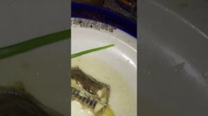 Рыбные консервы своими руками из рыбы наваги.Консервы из рыбы в домашних условиях