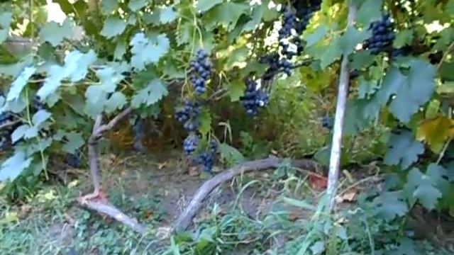 Крупный вкусный виноград - Страшенский 2020 смотреть онлайн