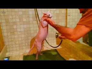 Сфинкс зовет на помощь))