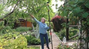 ПОСЛЕДСТВИЯ ХОЛОДНОЙ И МОКРОЙ ВЕСНЫ - МОНИЛИОЗ!!!