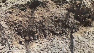 В Тельце на убывающей Луне  высаживаю картофель.