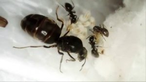 Рождение муравья Lasius niger