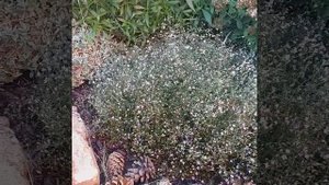 Гипсофила ползучая - белая. (Gypsophila creeping. )
