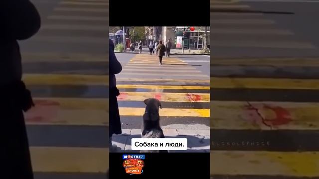 Собака умнее некоторых "торопыг"! Чти правила дорожного движения!