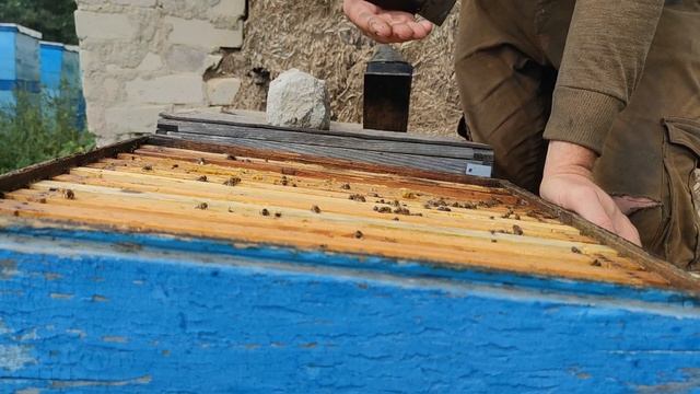 ОШИБКИ ПЧЕЛОВОДА НЕПРАВИЛЬНОЕ КОРМЛЕНИЕ пчёлы есть а кормов в зиму нет☝️?? смотреть онлайн