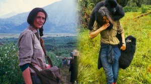 Дайан Фосси - храбрая женщина, которая всю жизнь посвятила изучению горилл