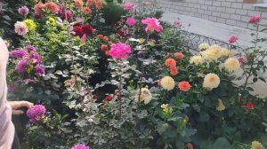 Описание сортов георгин на приусадебном участке