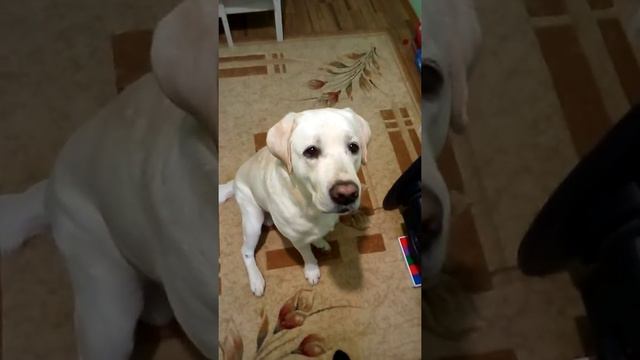 умный пёс смотреть онлайн